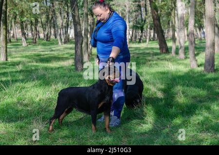 Une femme en uniforme de sport bleu et deux chiens noirs debout sur l'herbe verte. Machine à manipuler et Rottweiler femelle pour adulte. Banque D'Images