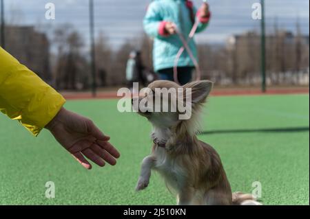 Une femme étend sa main à un chien Chihuahua. L'animal est assis sur la surface verte du terrain de sport. Sa fille de cinq ans se tient dans le backgroun Banque D'Images