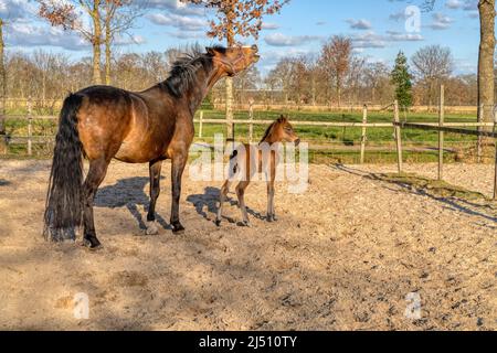 Une semaine de foal brun foncé se tient dehors au soleil avec sa mère. mare avec le halter rouge. WarmBlood, cheval de dressage KWPN. Thèmes animaux, nouveau-né. Banque D'Images