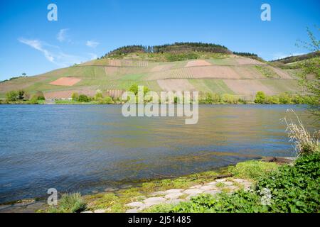 Paysage avec la Moselle et les vignobles à proximité de Trèves, rhin pays palatin en Allemagne, chemin à côté du lit de la rivière Banque D'Images