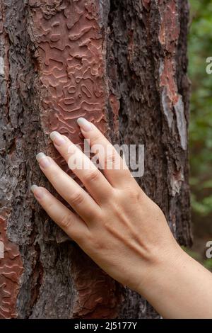 Femme main sur tronc d'arbre épais avec l'écorce avec le motif sinueux. Concept ECO. Photo horizontale. Banque D'Images