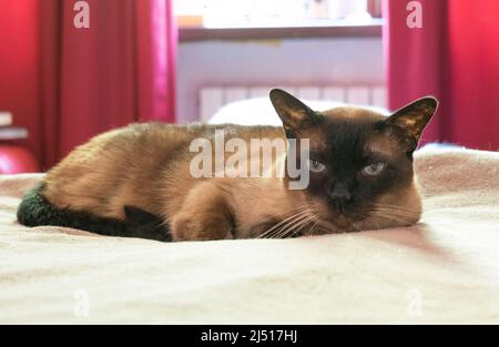 Chat siamois allongé sur le lit Banque D'Images