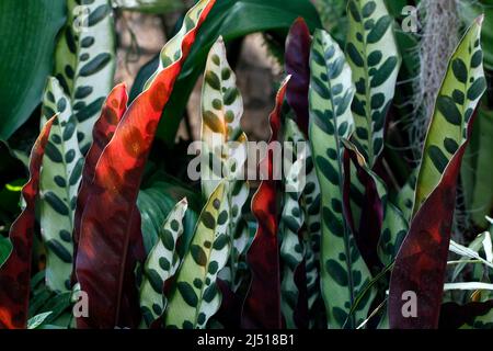 Goeppertia Lancifolia, plante de Rattlesnake ( syn. Calathea insignis ) Banque D'Images