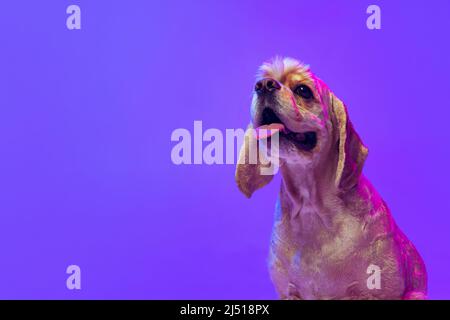 Gros plan. Portrait de chien de race dorée, Cocker Spaniel posant isolé sur fond de studio violet à la lumière du néon. Concept de mouvement, les animaux adorent Banque D'Images