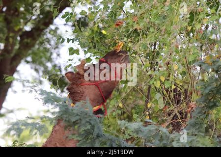 Photo en gros plan de chameau mangeant des feuilles vertes dans le champ, en Inde Banque D'Images