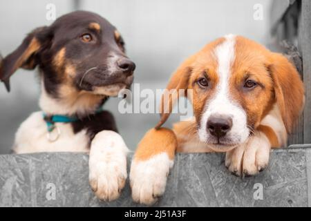 Portrait de deux chiots de chiens tristes dans un abri derrière la clôture en attente d'adoption Banque D'Images