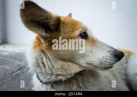 Un petit chien blanc et marron qui regarde latéralement avec les oreilles vers le haut. Banque D'Images