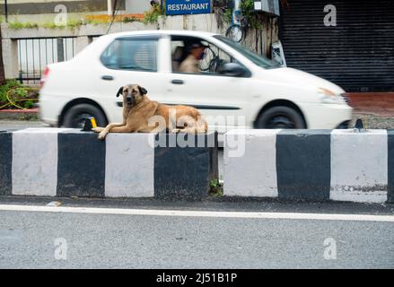 Dehradun Uttarakhand- Inde : juillet 5th 2020. Un chien brun errant assis sur un diviseur de route avec des voitures qui passent autour. Banque D'Images