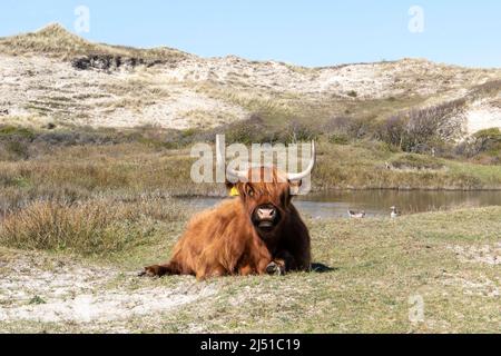 Paysage du parc national Schoorlse Duinen, pays-Bas Banque D'Images