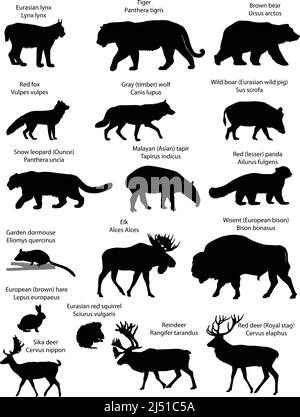 Collection de silhouettes d'animaux vivant sur le territoire de l'Eurasie : lynx, tigre, ours, renard, loup, écureuil, lièvre, wapiti, cerf, sage, léopard des neiges Illustration de Vecteur