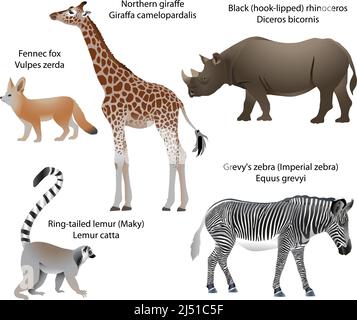 Collection d'animaux vivant sur le territoire de l'Afrique : girafe du nord, rhinocéros noir, zèbre de Grevy, lemur à queue annulaire, renard de fennec Illustration de Vecteur