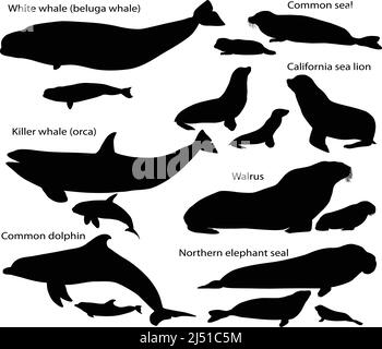 Collection de silhouettes de mammifères marins et de leurs petits : lion de mer, phoque commun, morse, phoque de l'éléphant du Nord, baleine blanche, orque, dauphin Illustration de Vecteur