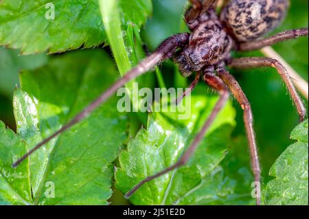 Photo macro d'une araignée géante (Eratigena atrica) entre les feuilles du jardin. Banque D'Images