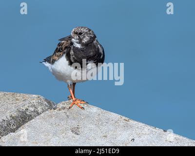 Turnstone, Arenaria interpretes, oiseau de plumage adulte d'été muant dans le plumage d'hiver Norfolk, septembre Banque D'Images