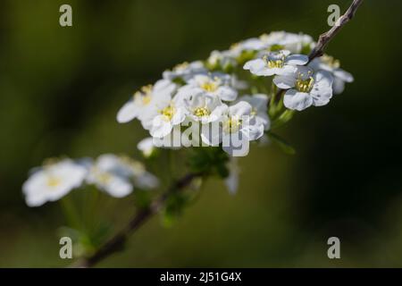 Les délicates fleurs blanches d'un arbuste de Spirea Banque D'Images
