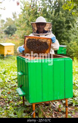 Apiculteur travaillant dans l'apiculture. Concept d'apiculture. Apiculteur récolte du miel Banque D'Images