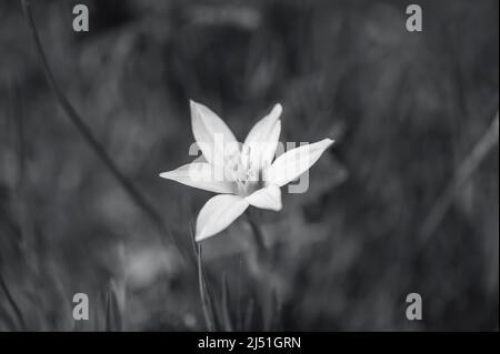 Étoile de Bethléem fleur dans une image de gros plan B/W. Banque D'Images