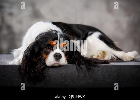 Cavaler King charles spaniel chiot posant en studio Banque D'Images