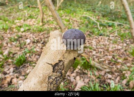 King Alfred's Cake, Daldinia concentrica (Xylariaceae) également connu sous le nom de boules de camp Woolwespérance Herefordshire Royaume-Uni. Mars 2021sean Banque D'Images