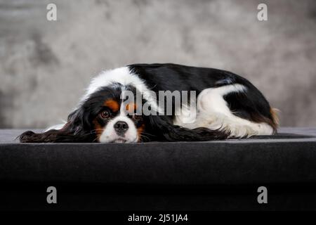 Cavaler King charles spaniel chiot posant en studio Banque D'Images