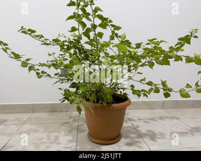 Bougainvillea plante sans fleurs dans un pot de plante nouvellement acheté à une pépinière. Banque D'Images