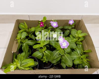 Feuillage des plantes de vinca dans de petits pots noirs contenus dans une boîte en carton et achetés d'une pépinière et prêts à être plantés dans le jardin. Banque D'Images