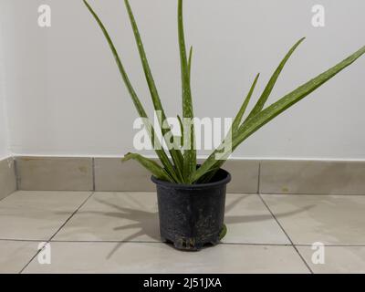 Plante de vera d'aloès dans un pot de fleurs noir sur le sol à l'intérieur. Banque D'Images