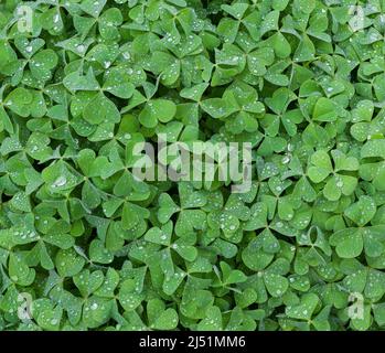 Gouttes de pluie sur le trèfle. Fond naturel de trèfle vert. Symbole de la Saint-Patrick. Mars 17 concept de vacances. Espace de copie pour la bannière Banque D'Images