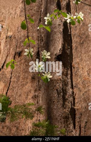 Le cornouiller du Pacifique (Cornus nuttallii) fleurit contre le tronc du séquoia (Sequoiadendron giganteum), parc d'État de Calaveras Big Trees, Californie, États-Unis Banque D'Images