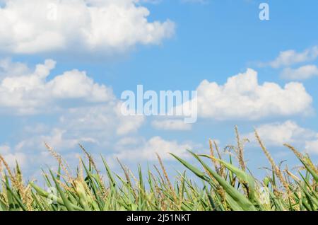 Tiges de maïs, plants de maïs (Zea mays) qui poussent dans un champ agricole à la campagne Banque D'Images