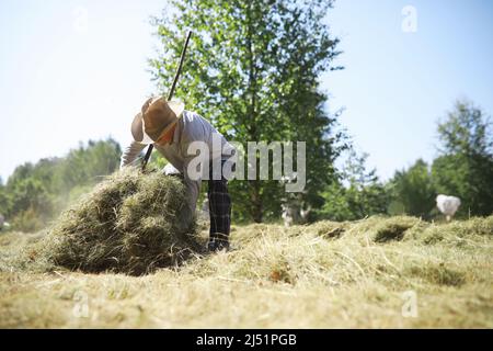 Un agriculteur âgé nettoie le foin coupé. Un homme aux cheveux gris tond l'herbe dans le pré. Banque D'Images