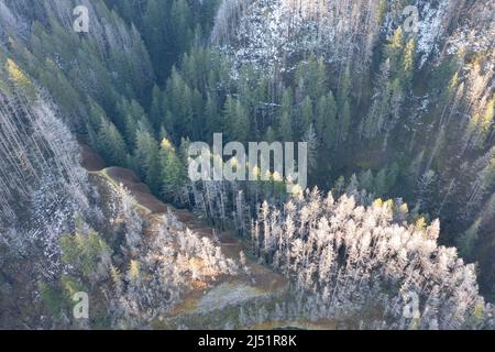 Une vue aérienne montre une forêt enneigée qui s'étend sur les collines et les canyons de la gorge du fleuve Columbia en Oregon. Banque D'Images