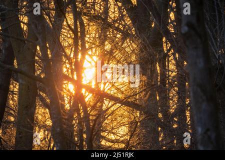 Le soleil couchant à travers les arbres dans la forêt . Photo de haute qualité Banque D'Images