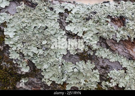 Physodes d'Hypogymnia. Monk's-Hood lichen. Lichen sur branche d'arbre dans la forêt de gros plan foyer sélectif Banque D'Images