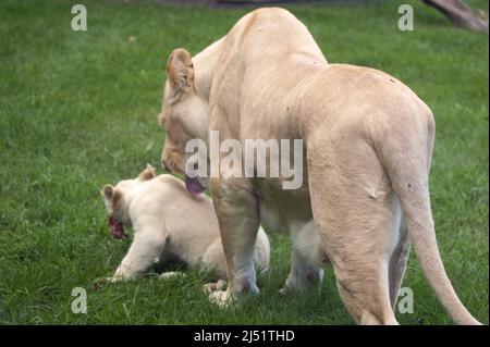 Amour maternel. Les lions de Timbavati blancs bientôt existeront juste dans le zoo à cause du braconnage et de la coruction de gov.ils obtiennent des prix énormes sur le marché noir. Banque D'Images