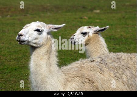 Llias: Barrage avec cria- veau Banque D'Images