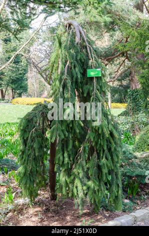 Picea abies Inversa dans la botanique Banque D'Images