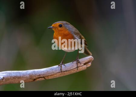 Redbreast (Erithacus rubecula aux abords ) Banque D'Images