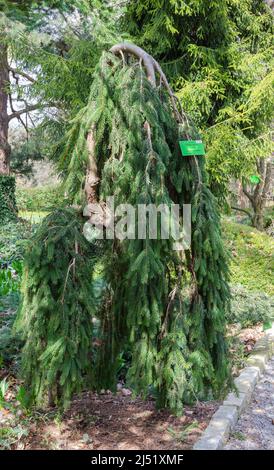 Picea abies Inversa dans la botanique Banque D'Images