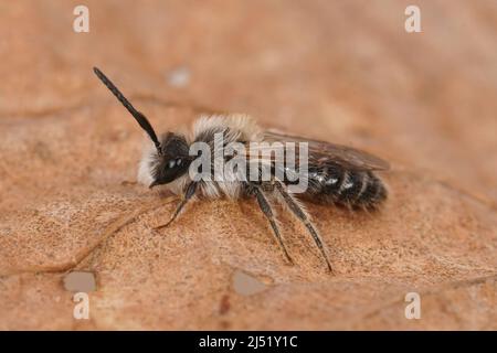 Gros plan sur le petit mâle blanc de l'abeille minière du bac à sable, Andrena barbilabris, assis sur une feuille sèche dans le champ Banque D'Images