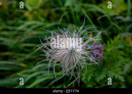 Pulsatilla alpina fleurit en montagne Banque D'Images