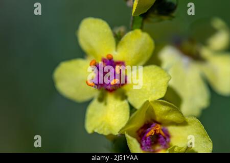 Fleur de nigrum verbascum dans le pré Banque D'Images