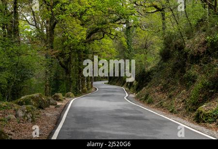 Une route de campagne sinueuse menant à travers la forêt dense de printemps vert Banque D'Images