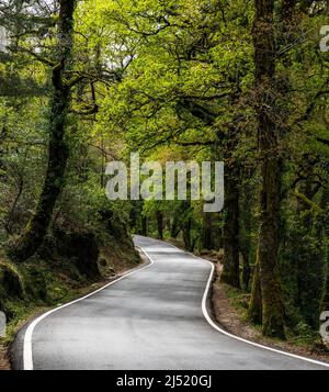 Une route de campagne sinueuse menant à travers la forêt dense de printemps vert Banque D'Images