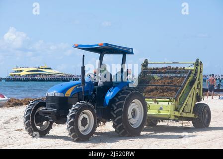 Un tracteur avec une remorque récupère Sargassum de la plage près du terminal marin Playa del Carmen au Mexique Banque D'Images