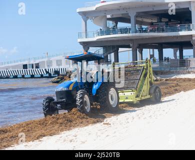 Un tracteur recueille les algues sur les rives de la mer des Caraïbes au Mexique Banque D'Images