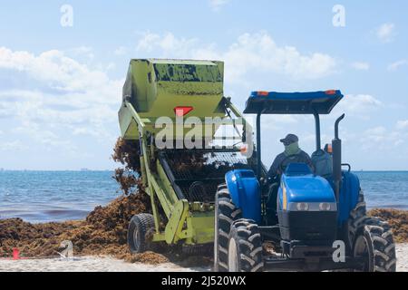 Des machines lourdes retirent Sargasso de la plage de Playa del Carmen, au Mexique Banque D'Images