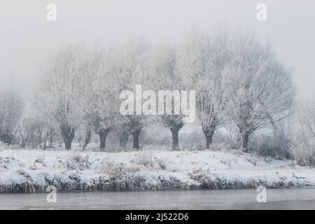 De beaux saules au bord de la rivière. Paysage d'hiver. Banque D'Images