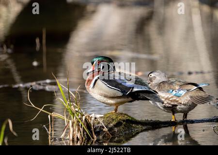 Couple coloré Ducks en bois reposant sur un étang Banque D'Images