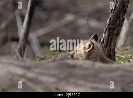 le renard roux cub se repose à son coin-détente au printemps. Banque D'Images